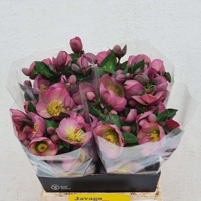 <h4>HELL FRK PENNYS PINK</h4>