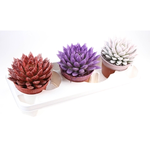 Miranda sprinkle love mix