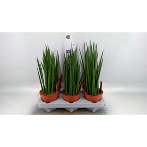 Sansevieria bacularis