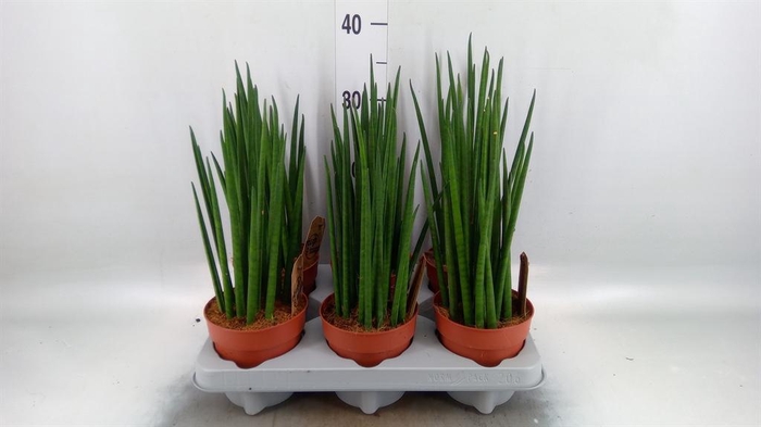 <h4>Sansevieria bacularis</h4>