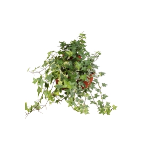 Hedera helix gemengd