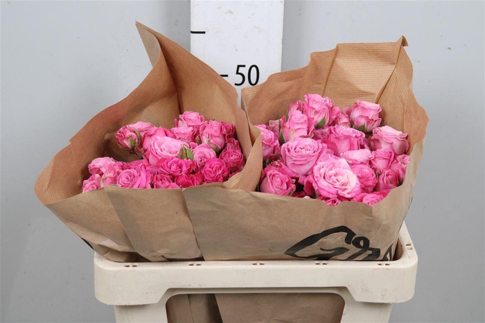 <h4>R Tr Lady Bombastic</h4>