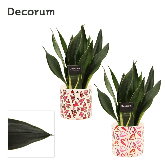 <h4>Sansevieria Black Diamond 12 cm in Julia (Deco-collection)</h4>