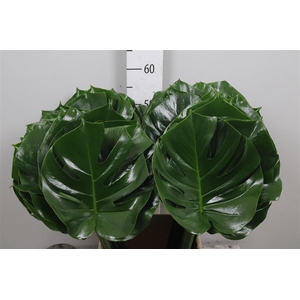 Monstera Blad 23cm
