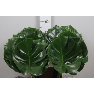 Monstera Blad Ø23cm