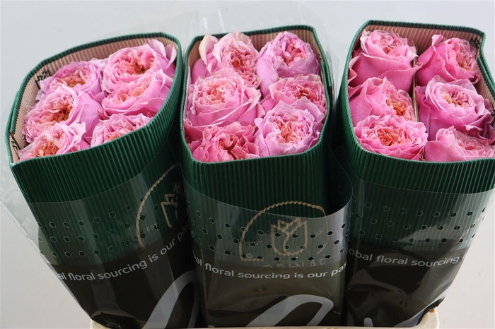 <h4>R Gr Sweet Eye</h4>