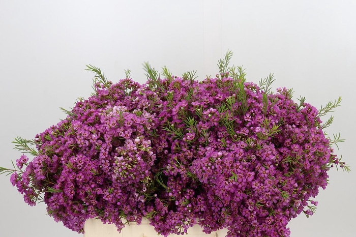 Chamelaucium Mars