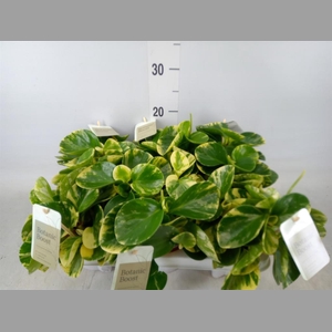 Peperomia