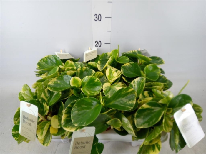 <h4>Peperomia</h4>