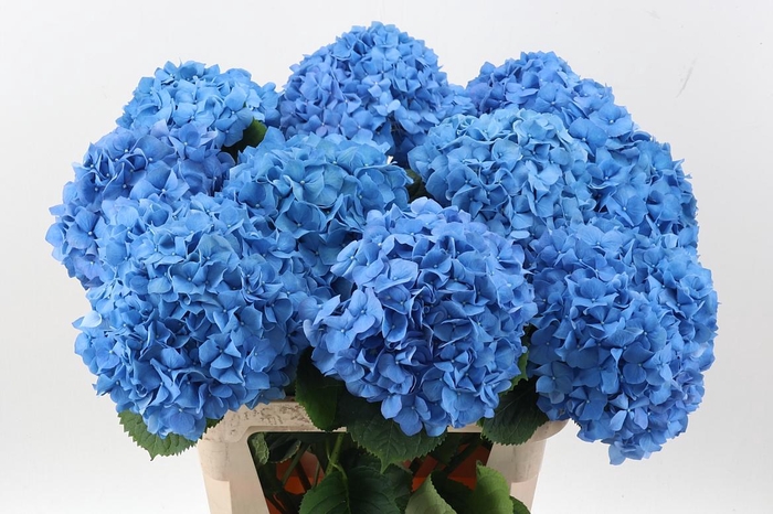 <h4>Hydr M Ch Pimpernel</h4>