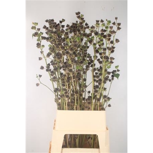 Lavatera Ov Seeds