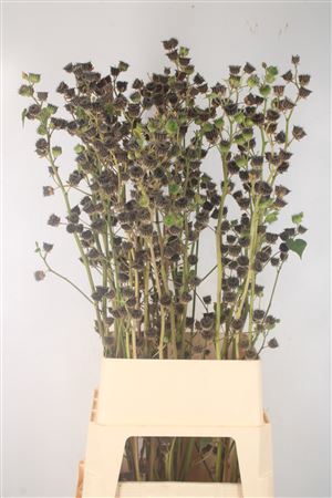 <h4>Lavatera Ov Seeds</h4>