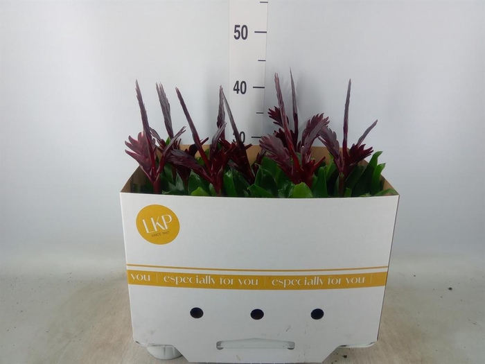 <h4>Vriesea  'Cathy P'</h4>