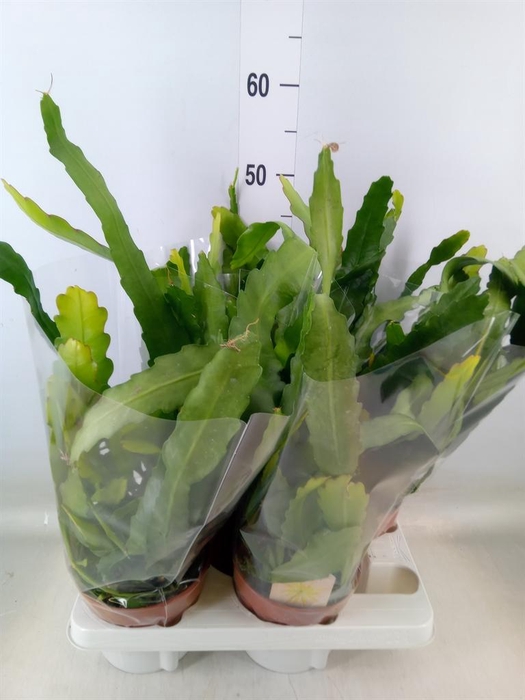 <h4>Epiphyllum   ...</h4>