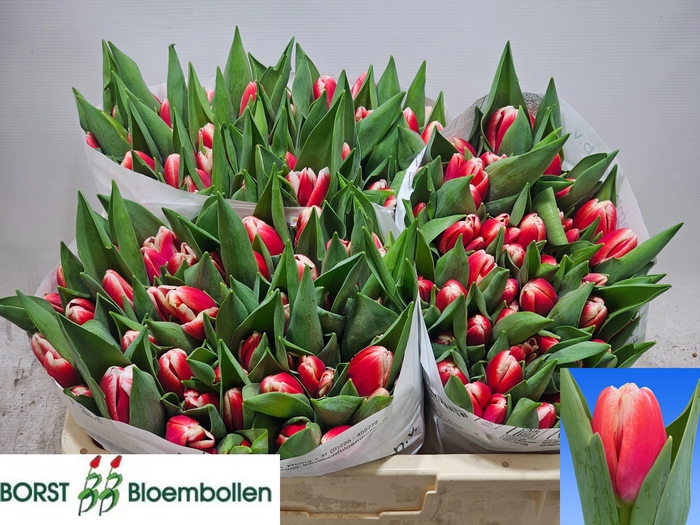 <h4>TU EN OUTFIT</h4>