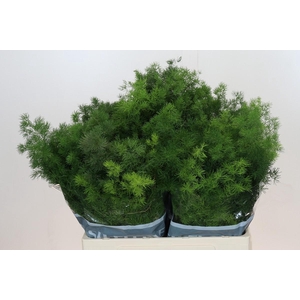 Asparagus Umbellatus