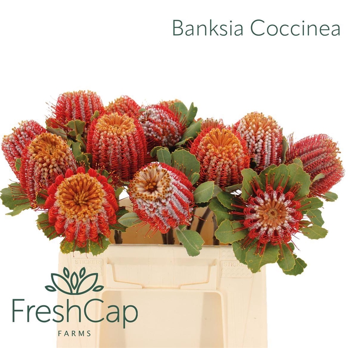 <h4>Banksia Coccinea</h4>