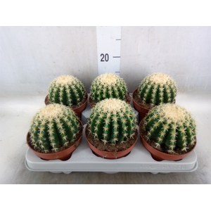 Echinocactus grusonii forma interme