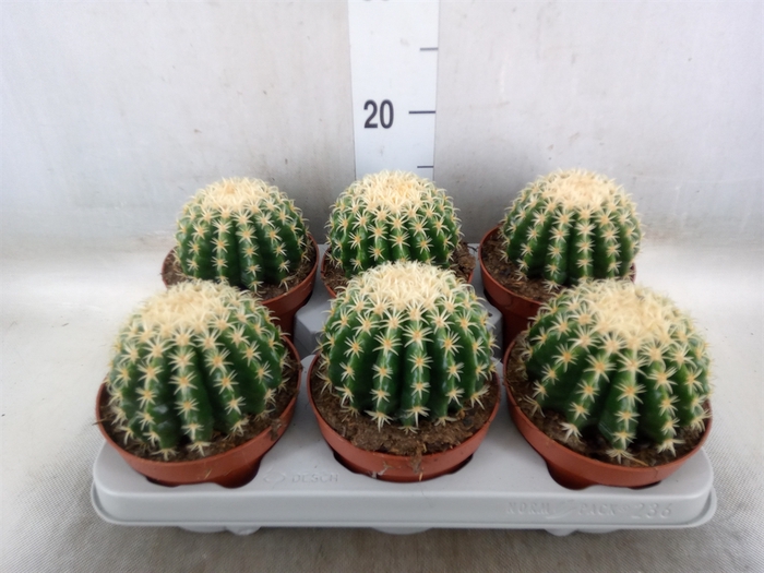 <h4>Echinocactus grusonii forma interme</h4>