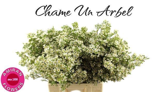 <h4>CHAME UN ARBEL</h4>