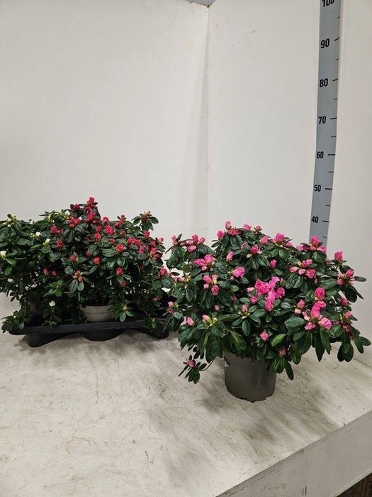 <h4>RHODO SI VOGEL GEM</h4>