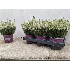 CALLU BL VENUS
