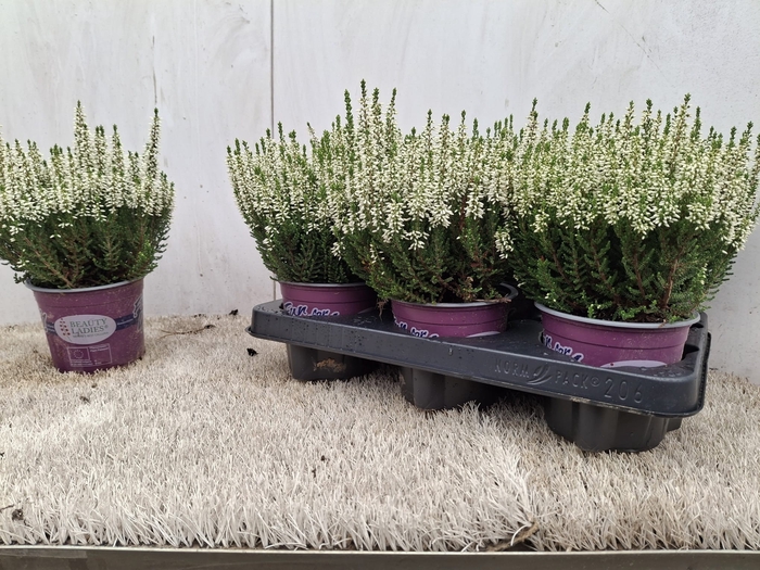 <h4>CALLU BL VENUS</h4>