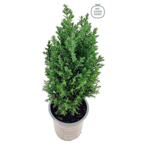 <h4>Chamaecyparis lawsoniana 35cm /P9 'Ellwoodii'</h4>