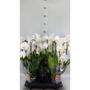 Phalaenopsis  'Elegant Cascade'