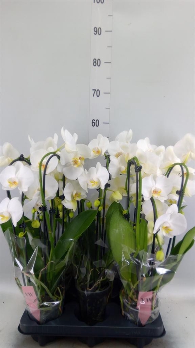 <h4>Phalaenopsis  'Elegant Cascade'</h4>