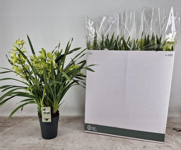 <h4>CYMB OVERIG</h4>