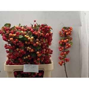MALUS RED SENTINEL