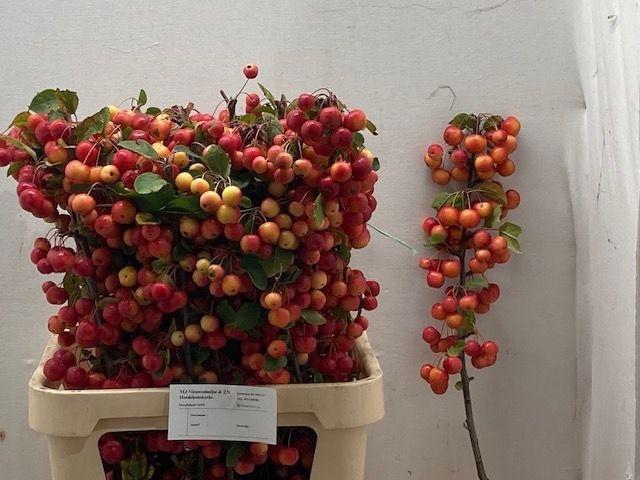 <h4>MALUS RED SENTINEL</h4>