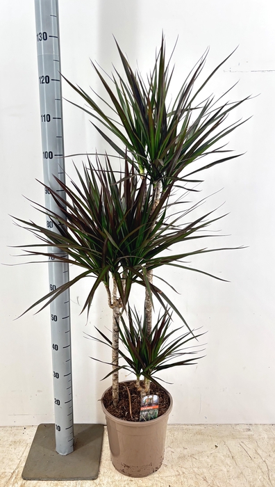 <h4>DRA MARG MAGENTA</h4>