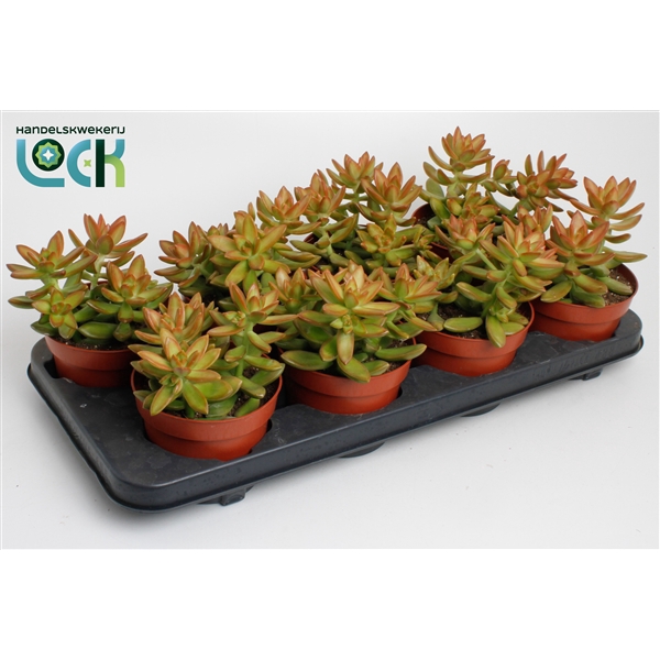 <h4>Sedum Adolphii</h4>