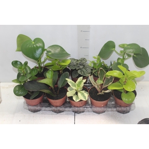 PEPEROMIA VARIADO P12