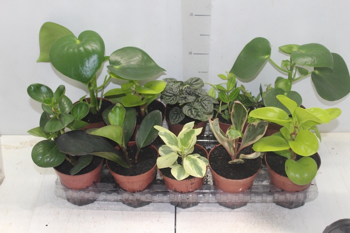 <h4>PEPEROMIA VARIADO P12</h4>