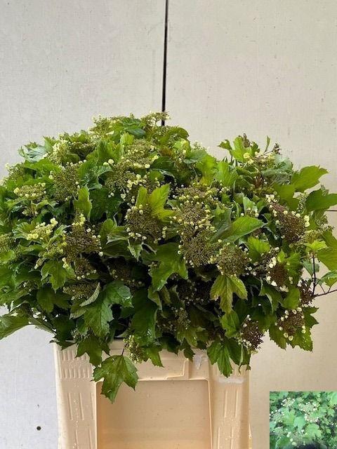 <h4>VIBURNUM OPULUS</h4>