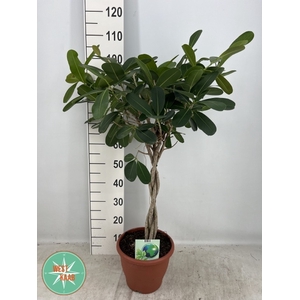 FICUS OV