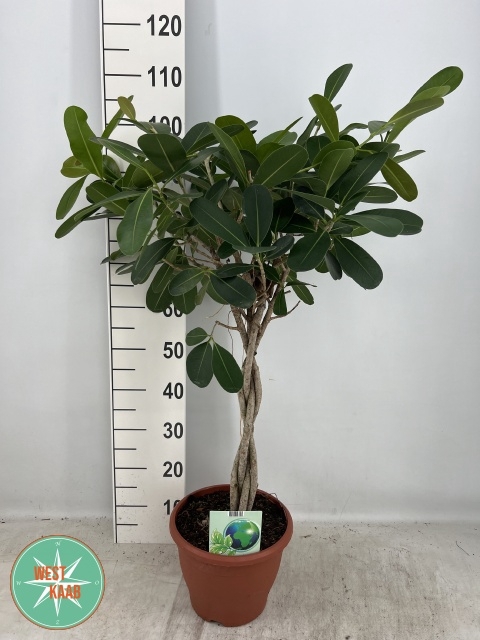 FICUS OV