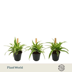 Chlorophytum Com Ocean mini Bambino
