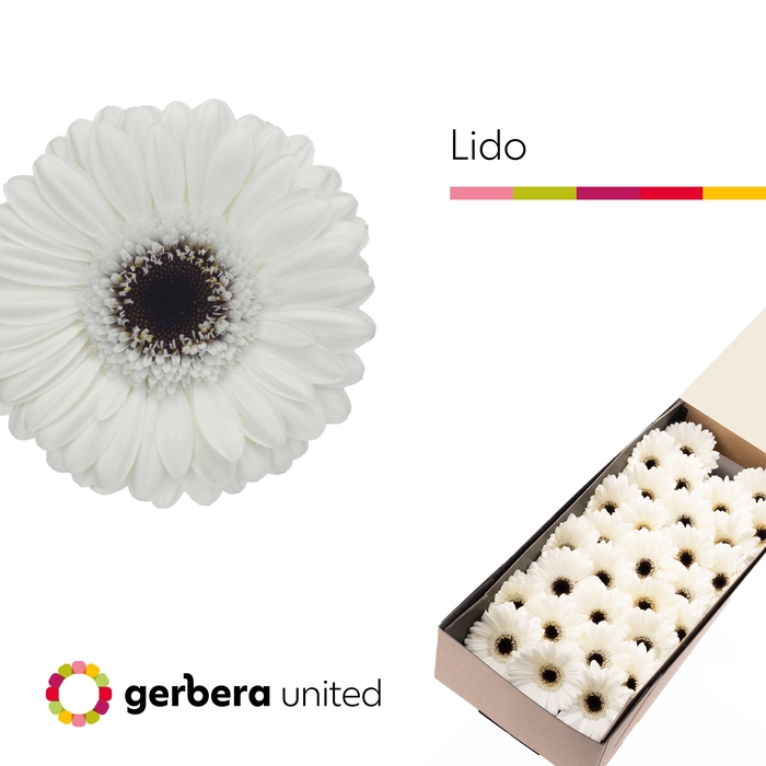 <h4>Germini Lido Doos</h4>