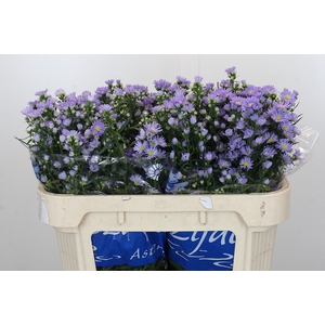 Aster Cassandra