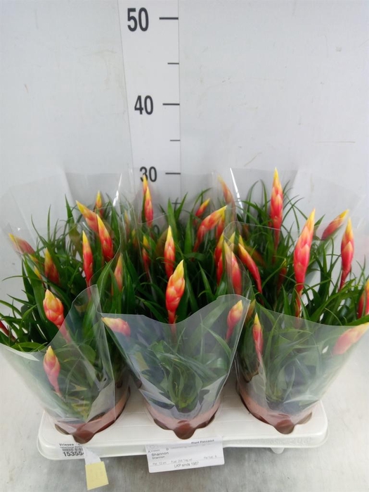 <h4>Vriesea 'Shannon'</h4>