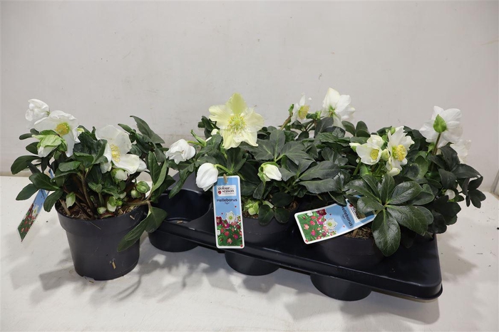 <h4>Hell Ni Chr Carol</h4>