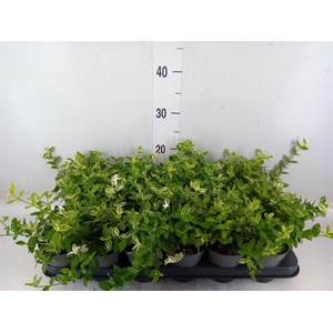 Euonymus fortunei 'Harlequin'