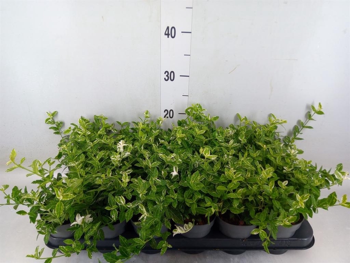 <h4>Euonymus fortunei 'Harlequin'</h4>