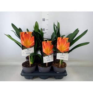 Clivia miniata