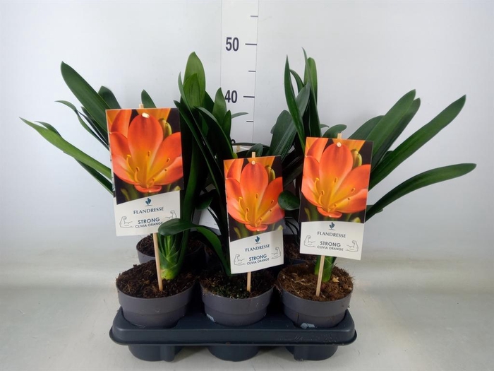 <h4>Clivia miniata</h4>