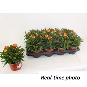Bracteanta Orange Dream